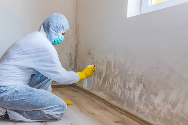 Licensed Black Mold Removal service in Mifflin, PA - WQB Mold Removal