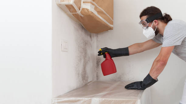 Professional Black Mold Removal technician working in Mifflin, PA