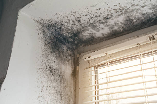 Affordable Black Mold Removal solutions in Mifflin, PA