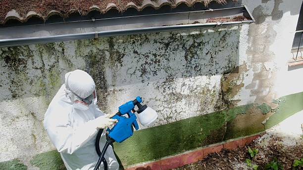Top rated local Black Mold Removal specialists in Mifflin, PA